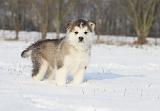ALASKAN MALAMUTE 277
